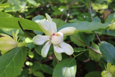 Calycantus x 'Venus' - sazaník křížený - neotevřený květ